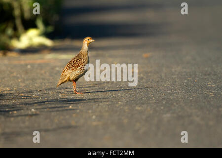 Le francolin Francolinus pondicerianus gris est une espèce de trouvés francolin dans les plaines et les régions plus sèches de l'Asie du Sud. Banque D'Images