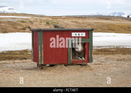 Svalbard, l'île Bear aka Bjørnøya. Chien de travail en cabane. Banque D'Images