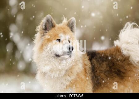 Akita Inu Portrait Banque D'Images