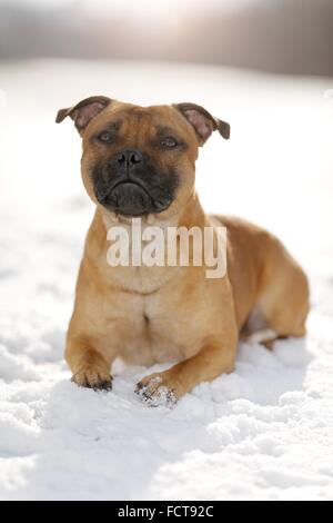 Lying Staffordshire Bullterrier Banque D'Images