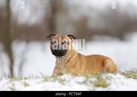 Lying Staffordshire Bullterrier Banque D'Images