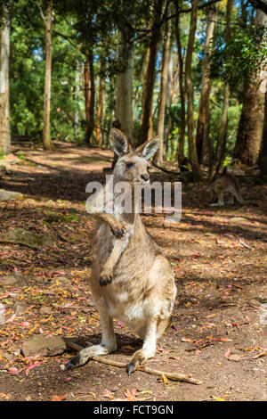 Le kangourou australien debout Banque D'Images