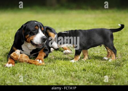 Plus les chiens de montagne suisse Banque D'Images