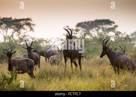 L'antilope rouanne (Hippotragus equinus), Rivière Ishasha, Parc national Queen Elizabeth, en Ouganda, en Afrique de l'Est Banque D'Images