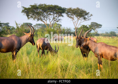 L'antilope rouanne (Hippotragus equinus), Rivière Ishasha, Parc national Queen Elizabeth, en Ouganda, en Afrique de l'Est Banque D'Images