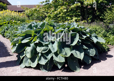 HOSTA BLUE ANGEL. PLANTAIN. Banque D'Images