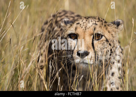 Close up de guépard en captivité orphelins marcher dans l'herbe Banque D'Images