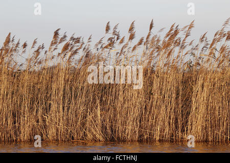 Norfolk Broads : roseaux communs, Phragmites australis, bordant la rive de la rivière Thurne près de Martham, Norfolk, Banque D'Images