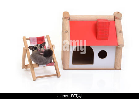 Écureuil volant détente sur chaise de plage en face de l'établissement Red Roof maison sur fond blanc. Banque D'Images