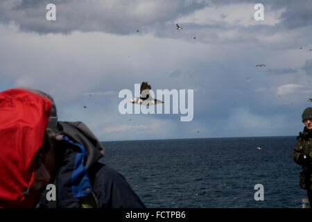 Photographier les gens et d'observer les macareux sur les îles Farne Banque D'Images