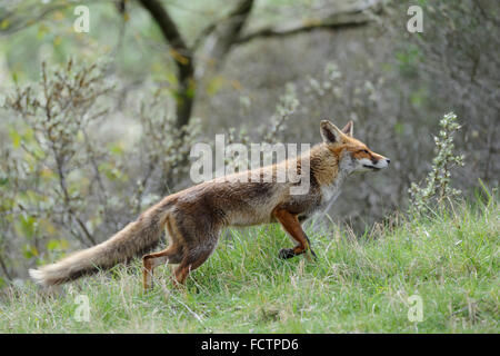 Renard rouge / Rotfuchs ( Vulpes vulpes ), femelle, en fourrure d'été, longue queue de renard, à la chasse, a l'orée d'une forêt, de la faune, de l'Europe. Banque D'Images