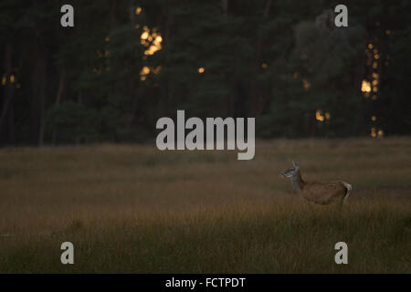 Red Deer (Cervus elaphus), Hind, est en large prairies ouvertes, près du bord d'une forêt, au crépuscule ( Europe ). Banque D'Images