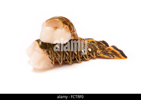 Les Caraïbes ( Bahamas ) langouste (Panuliirus argus) ou des queues de langouste isolated on a white background studio. Banque D'Images