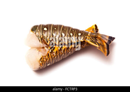 Les Caraïbes ( Bahamas ) langouste (Panuliirus argus) ou des queues de langouste isolated on a white background studio. Banque D'Images