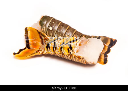 Les Caraïbes ( Bahamas ) langouste (Panuliirus argus) ou des queues de langouste isolated on a white background studio. Banque D'Images