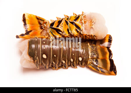 Les Caraïbes ( Bahamas ) langouste (Panuliirus argus) ou des queues de langouste isolated on a white background studio. Banque D'Images