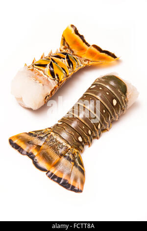 Les Caraïbes ( Bahamas ) langouste (Panuliirus argus) ou des queues de langouste isolated on a white background studio. Banque D'Images