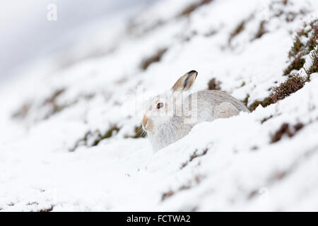 Les lièvres variables dans la neige et avec leur manteau d'hiver blanc, photographié dans la vallée de Findhorn, Inverness Shire, en Écosse. Banque D'Images