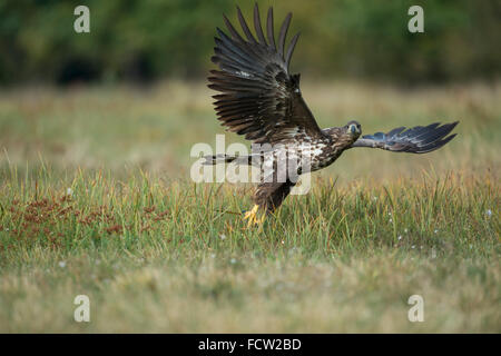 White-tailed Eagle / l'Aigle de mer ( Haliaeetus albicilla ), immature, s'exécute à partir d'un pâturage, après perturbation, regarde directement. Banque D'Images