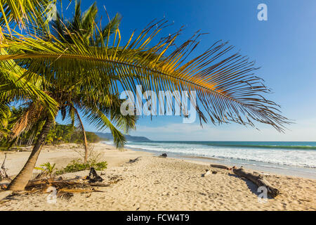 Palmiers sur cette belle plage de surf près de Grasse sur la Péninsule de Nicoya, Santa Teresa, Puntarenas, Costa Rica Banque D'Images