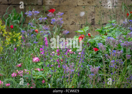 Un jardin du parfumeur à Grasse par L'Occitane conçu par James basson. RHS Chelsea Flower Show 2015. Banque D'Images