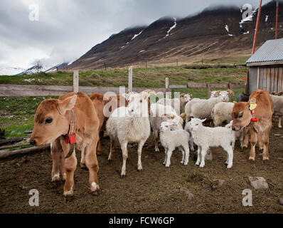 Les jeunes veaux et agneaux, Audbrekka Horgardalur ferme, vallée, Islande Banque D'Images