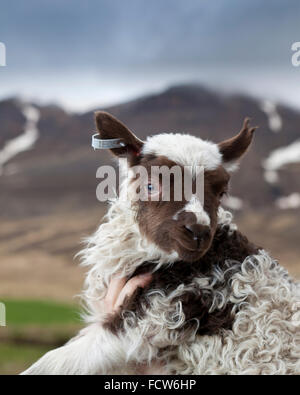 Les jeunes de l'agneau de printemps, Audbrekka Horgardalur ferme, vallée, Islande Banque D'Images