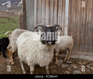 Mouton noir et blanc, Audbrekka Horgardalur ferme, vallée, Islande Banque D'Images