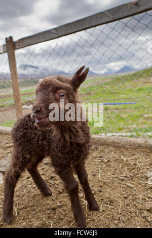 Les jeunes de l'agneau de printemps, Audbrekka Horgardalur ferme, vallée, Islande Banque D'Images