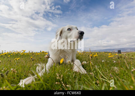 Retriever blanc dans un champ de pissenlits, de l'Islande Banque D'Images