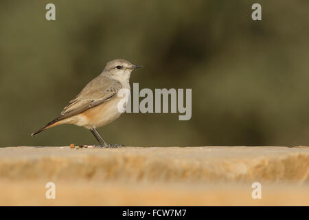 Traquet à tête rouge (Oenanthe chrysopygia) au Rajasthan, Inde Banque D'Images