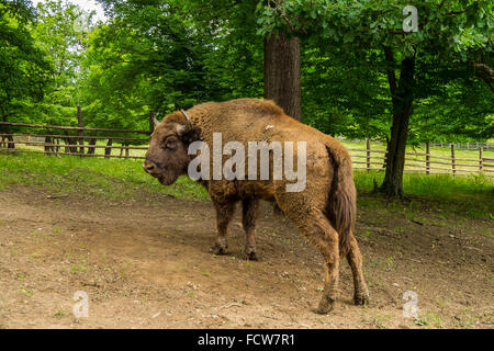 Bison d'Europe à Hateg Roumanie. Banque D'Images