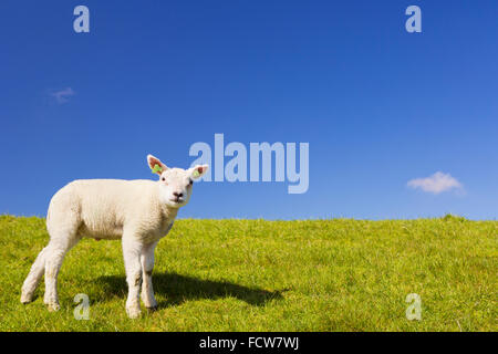 Un mignon petit agneau Texel dans l'herbe sur l'île de Texel aux Pays-Bas sur une journée ensoleillée. Banque D'Images