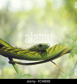 Green Mamba sur les Branches Banque D'Images