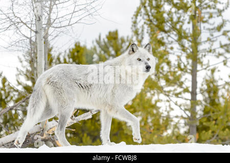 Le loup (Canis lupus) marche dans la neige, captive, Yellowstone. Banque D'Images