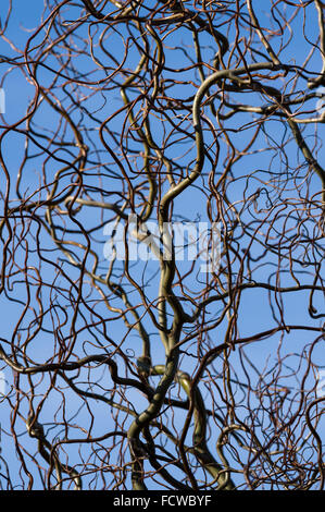 Succursales / filiale de corkscrew willow en face de ciel bleu Banque D'Images