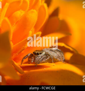 Libre d'un mignon petit thomisidae assis sur une fleur de souci orange vif Banque D'Images