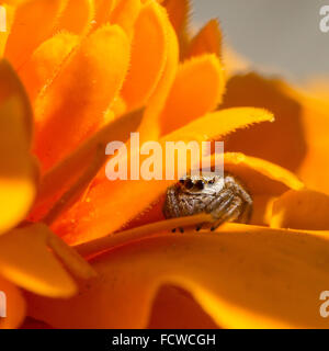 Libre d'un mignon petit thomisidae assis sur une fleur de souci orange vif Banque D'Images