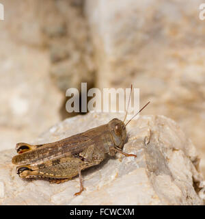 Gros plan du grasshopper sitting on stone Banque D'Images