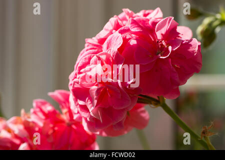 Libre de rose géranium (Pelargonium hortorum) Banque D'Images