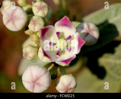 Calotropis procera, Sodome, apple, arbuste à feuilles opposées d'épaisses et fleurs violettes, pod avec la soie dentaire, toxiques sap Banque D'Images