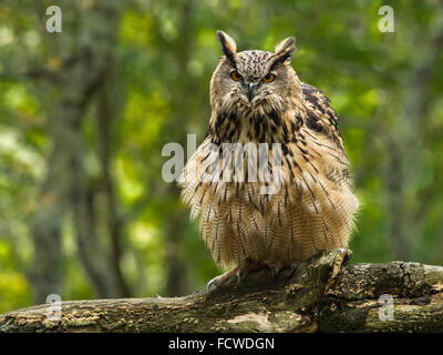 Un grand owl (Bubo bubo) dans la forêt à la recherche directement dans l'appareil photo avec un plumage gonflé. Banque D'Images