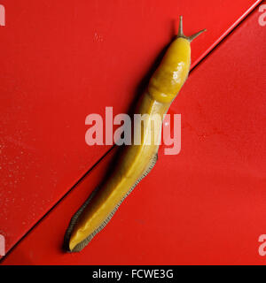 Boulder Creek, en Californie, USA. 25 Jan, 2016. Une banane slug (Ariolimax californicus) sur une Honda rouge. (Crédit : Mark Avery via Zuma sur le fil) Banque D'Images