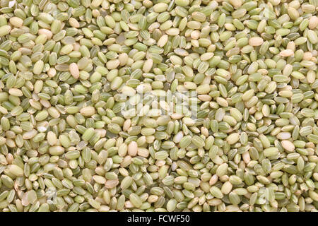 Riz japonais ancien vert, gros plan Banque D'Images