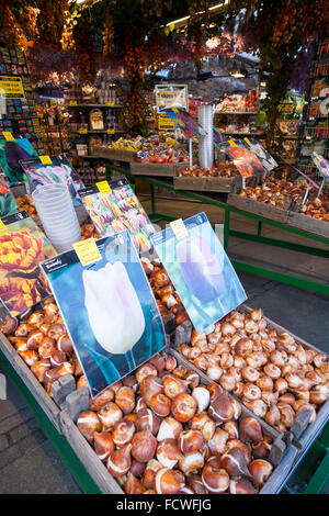 Bulbes de tulipe tulipes Printemps / à vendre à l'automne à la marché aux fleurs d'Amsterdam. Singel, Amsterdam, Hollande. Les Pays-Bas Banque D'Images