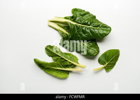 Feuilles de bette à carde fraîche isolé sur un fond blanc. Banque D'Images