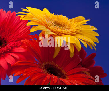 Gerbera est un genre de plantes ornementales de la famille du tournesol (Asteraceae). Banque D'Images