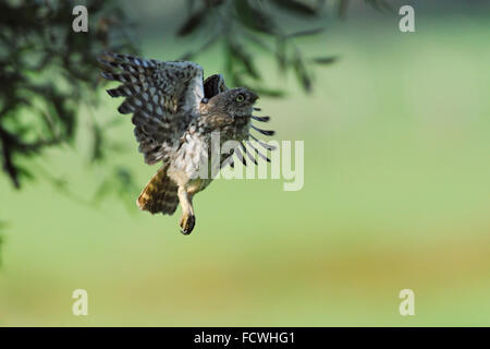 Petit hibou / Chouette / Steinkauz Minervas ( Athene noctua ), jeune, jeune, dans son vol typique, volant sur un pollard Willow.