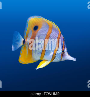 La vie de la mer : les récifs coralliens tropicaux exotiques (poissons papillons chelmon à bec (Chelmon Rostratus)) sur fond bleu naturel Banque D'Images