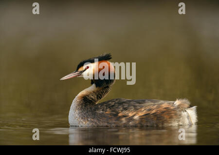 Grèbe huppé Podiceps cristatus Haubentaucher ( / ), Close up, en robe de reproduction, nice Vue de côté, de la faune, de l'Allemagne. Banque D'Images